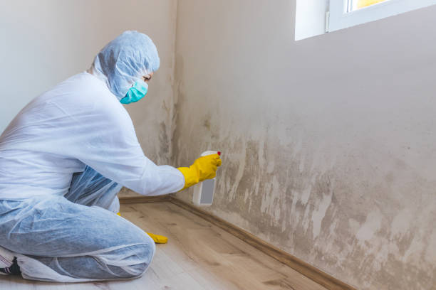 Licensed Black Mold Removal service in Wyncote, PA - WQB Mold Removal
